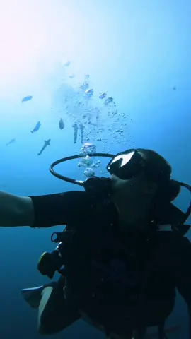 Vlaming’s unicornfish following us to play in our bubbles 🩵 #marinebiologist #scubadiving #oceantok 
