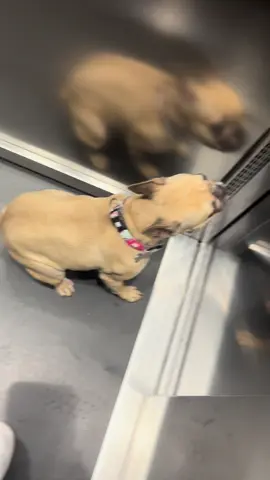 #frenchbulldog#dog#tik_tok#Running#happiness 