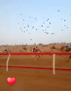 #نجاح🗡🗡🗡🗡  #نجاح_بن_حمدون #قطر #الامارات #اكسبلور 