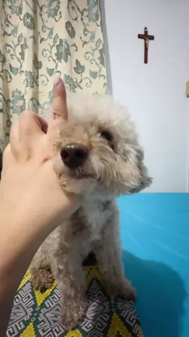 My baby Dobby love 💕 🐶🐾 #poodle #furbaby