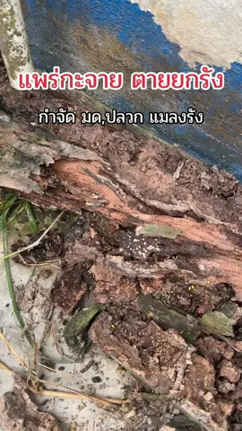 น้ำยากำจัดแมลงสูตรแพร่กระจายตายยกรัง #กําจัดปลวก #ตายยกรัง #ยากําจัดปลวก #กําจัดแมลง #ของใช้ในบ้าน 