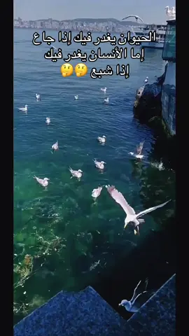 اول ما ايجت فرصه عله وطار #تركيا #اكسبلورexplore #explorer #viral #طربيات 
