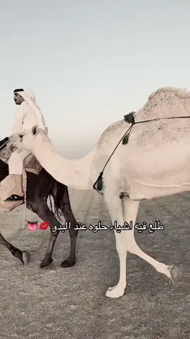 حتى الناقه تحبه 🫦 #عبدالعزيز_المغيري #fyp 