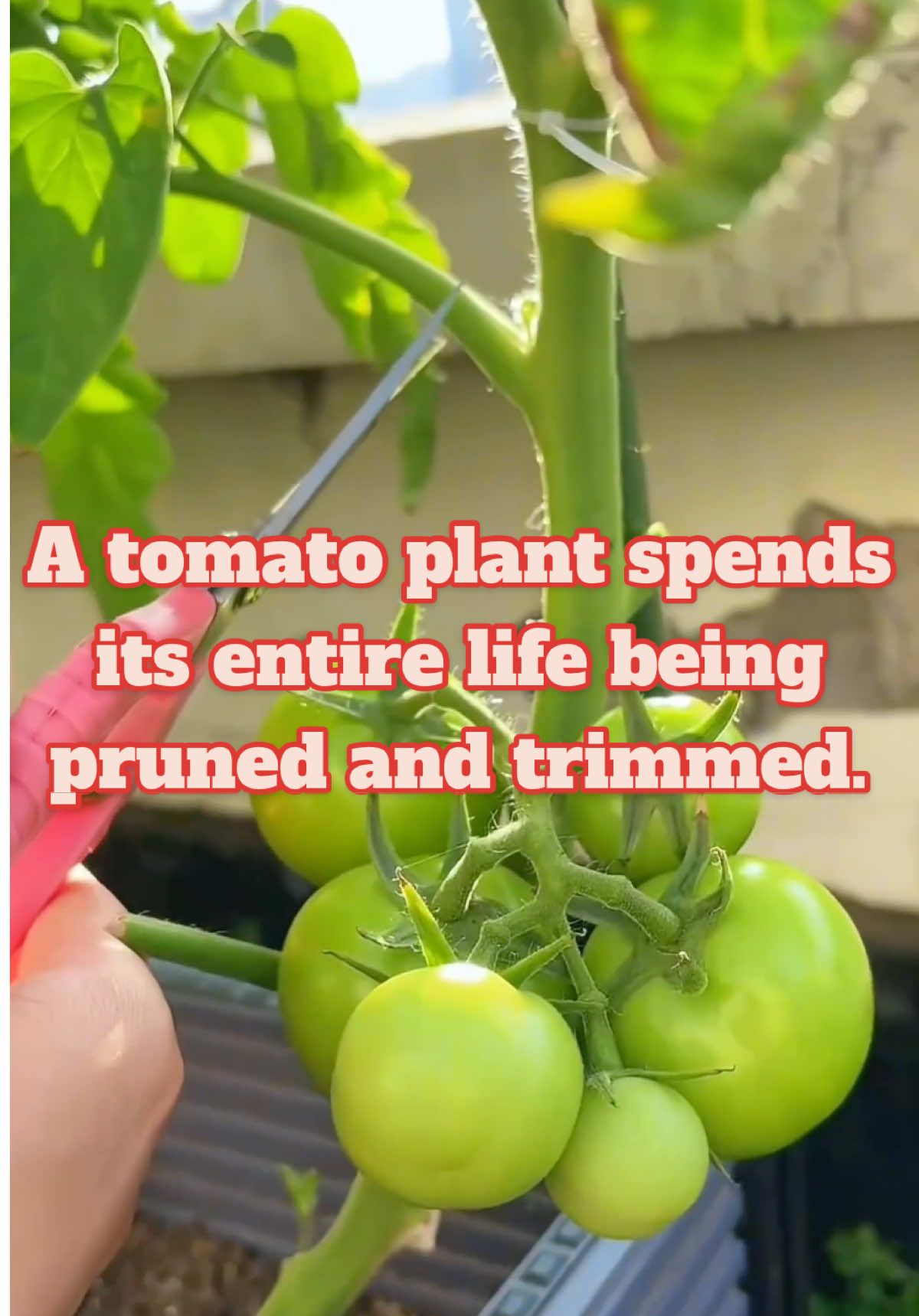 A tomato plant spends its entire life being pruned and trimmed.#agriculture #gardeningtips #planttips #vegetablegardening #vegetablegarden 
