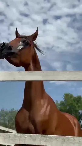 #بطولات_جمال_للخيل #خيل_وخياله🐎🖤ماشاءالله_اللهم_بارك🧿♥️ #فهد_سعد_الخيل_فتنة_خيال❤️_🐎 #الرياض❤️ #الخيل_عشق_لاينتهي🐎❤️اذكرو_الله_ 