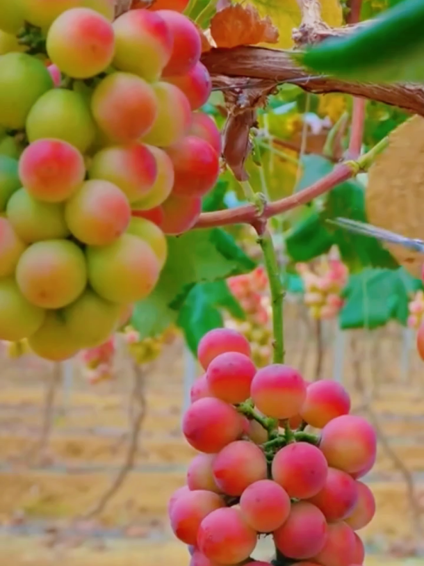 #fruits #foryou #foryourpage #fyp #fypシ゚viral 