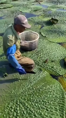 #farming #crative