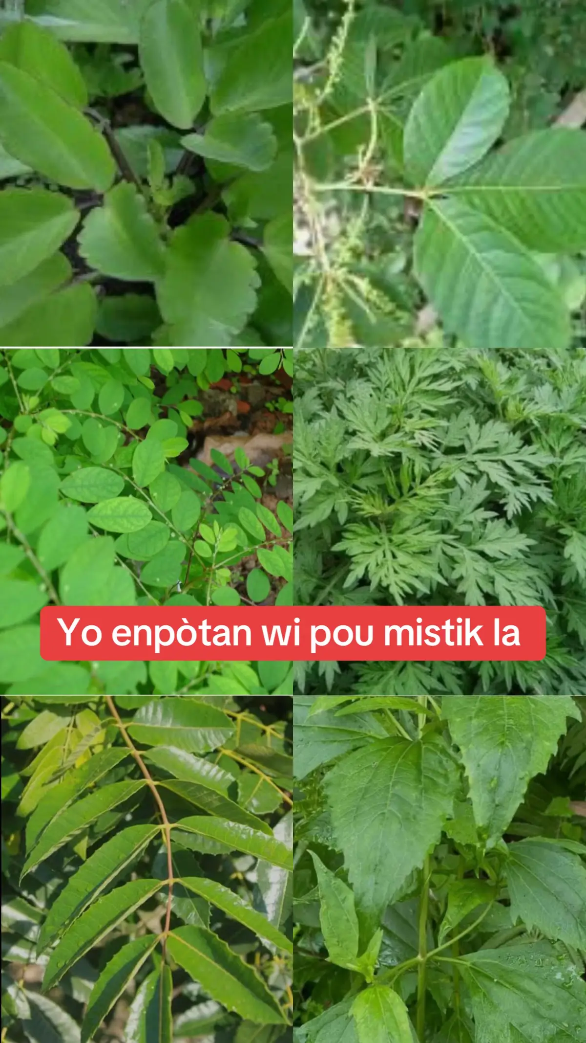 #ayibobovodou🇭🇹🇭🇹🇭🇹 #philomisepierre💧💎 #usatiktok🇺🇸 #ayisyentiktok🇭🇹 #saintjacquesmajeur 