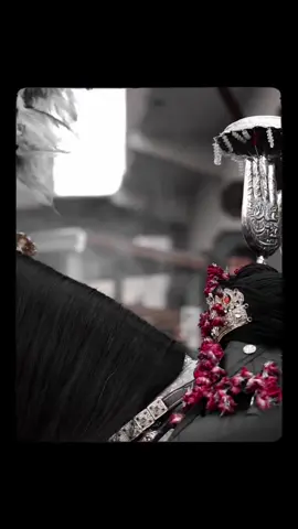 Sardari hussainع di !🩶#imamali #hazratabbas #zuljanah 