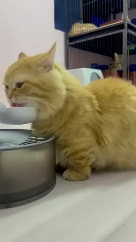 Alahai Mashuud..a.k.a Ahud npe la hesmes sgt ni nak oi..🥰🥰 #fyp  #kinkalow  #kinkalowkitten  #munchkin  #bsh 