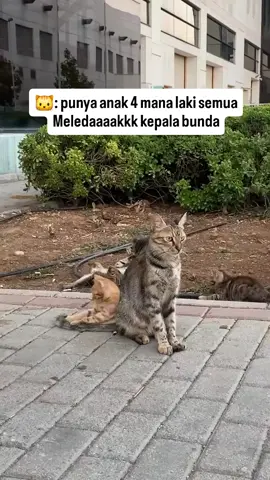 Yang sabar ya Mpusss... 😸😻😹😺 #catsoftiktok #catlover #cute #funnyvideos #fyp 