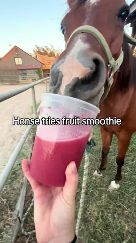 Rohan enjoyed his apple and blackberry smoothie!  #horses #horse #horsetok #fyp #foryou 