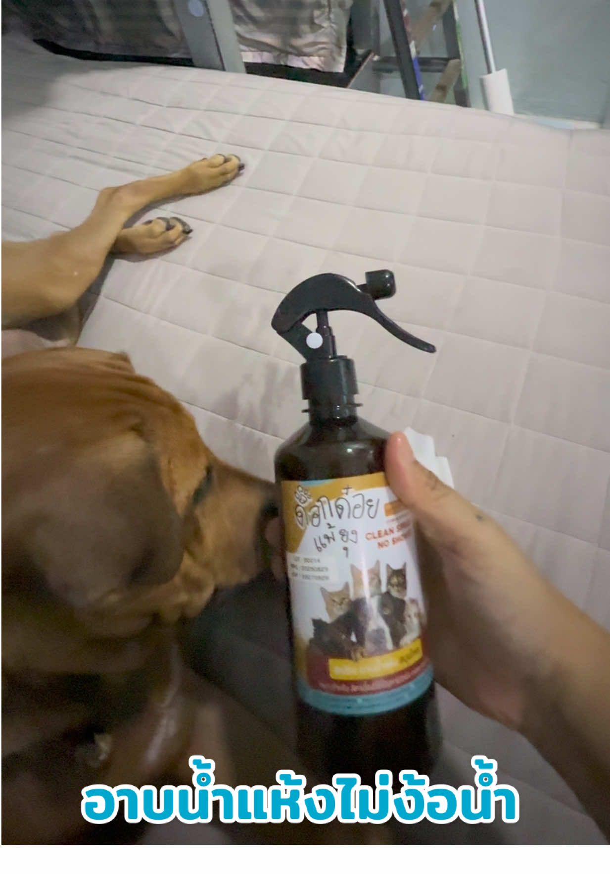 มาอาบน้ำแห้งแบบไม่ต้องง้อน้ำด้วยสเปย์อาบน้ำของด็อกด๋อยแพ้ยุงกันเลย #ดลอล่าร์หมาไทย #ด็อกด๋อยแพ้ยุง #ของใช้สัตว์เลี้ยง🐾 #โฟมอาบน้ําแห้งสัตว์เลี้ยง 
