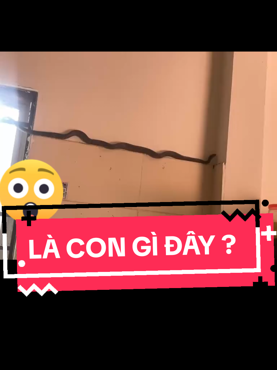 ủa ! Rồi nó là thằn lằn hay thạch sùng vậy ?  #rắn #rắnbotrentuong #chuyenla #ranvaonha 