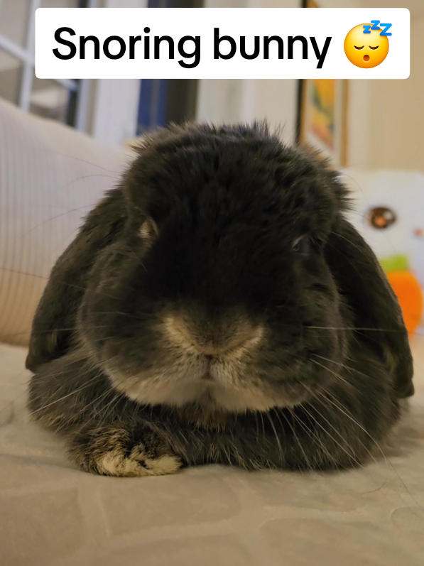 Help my loaf of bread is broken 😂 happy lazy Sunday 😴 #rabbitsoftiktok #snoring #sleep #bunny #cutie 