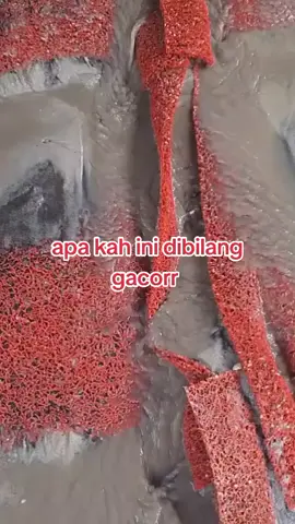 tambang timah bangka #promoseruweekend #ratiktok #ratiktok11 