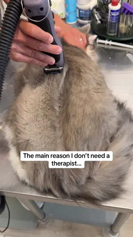 💯 Facts. #ragdollcat #ragdollsoftiktok #ragdollcatsofinstagram #catpeople #PetsOfTikTok 