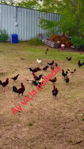 #gallosfinos #gallosfinos💯 #jalisco #gallosfinos💯 