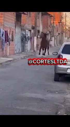 🐎 CAVALO DESTRUIDOR EM CAMPINAS? FAKE! 🤖 Você viu o vídeo do cavalo quebrando tudo na rua? A história viralizou e já tem milhões de visualizações, mas ela é completamente falsa, feita por IA! Quer saber os detalhes que provam que é mentira e como não cair mais em deepfakes? ➡️ SEGUE A GENTE para ver as próximas análises e ter conteúdo de Campinas que é REAL e profissional! #viral #cavalo #assustador #urgente #campinas 