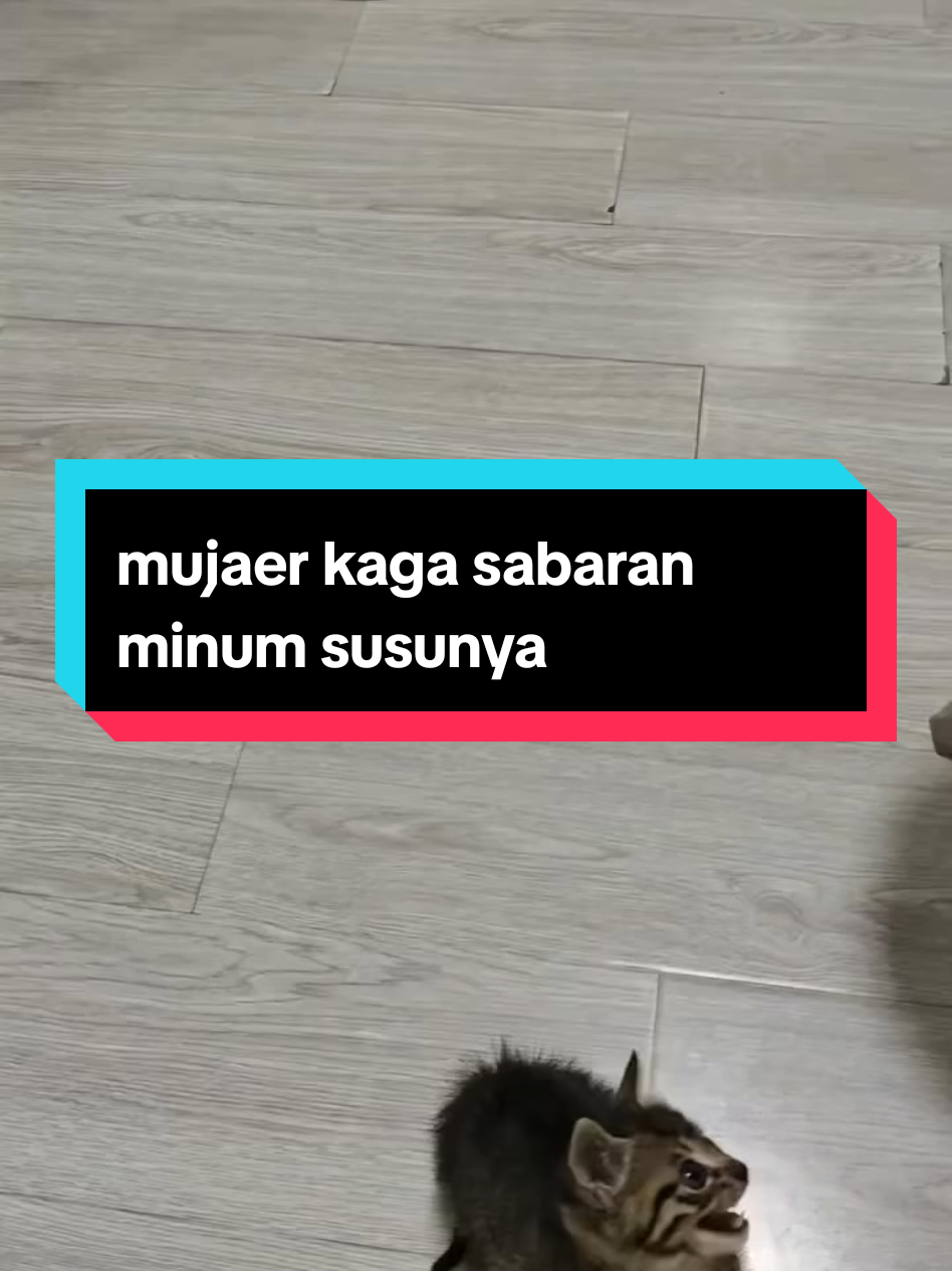 kucing imut kaga sabaran minum susu #kucingtiktok  #kucinglucu  #fyp 
