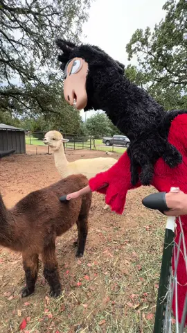 Taking a break to visit some of my cousins 🦙 @Kelsey Hantz @Harmony Ranch Alpacas #pumpkinpatch #alpaca #kuzco #fypシ 