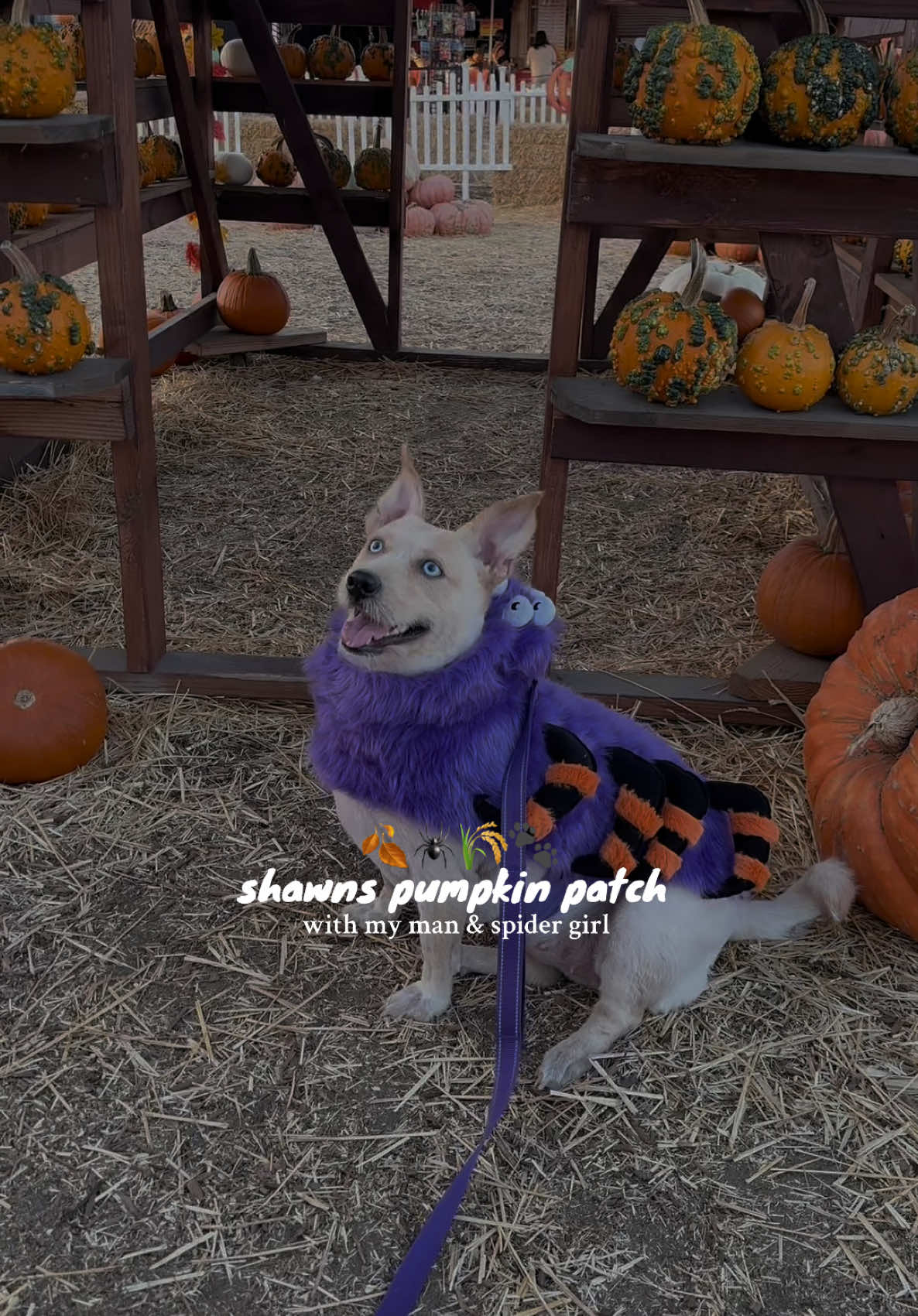 a cute little pumpkin patch day with these two 🥹🥰 I absolutely love this costume Xena looks so adorable 😭  #pumpkinseason #pumpkinpatch #halloween #spookyseason #costumes #fyp #foryoupage 