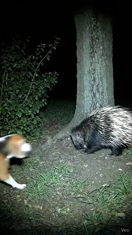Dog attack porcupine #ai #meme #creatorsearchinsights 