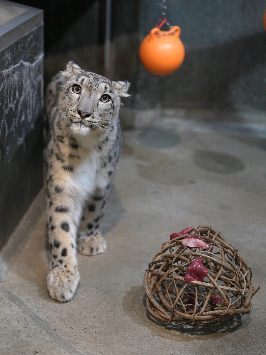 7秒待って？ 絶対可愛いから🤭💕 ⁡ ⁡#いしかわ動物園 ⁡ ⁡ #ユキヒョウ ⁡ ⁡ #ヒメル 