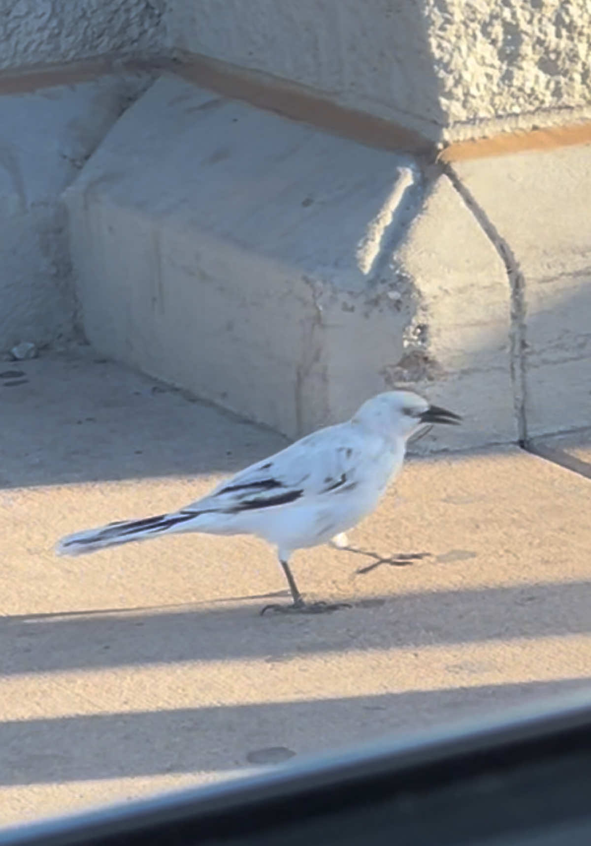 Bird experts I need yall to weigh in, how cool is this leucistic grackle??! Spotted outside my local Walmart #birdtok #grackle #leucisticbird #ornithology 