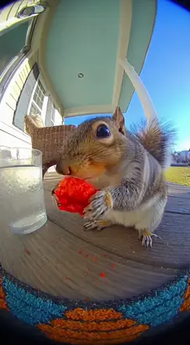 #squirrel #sora2 #ringdoorbell #ai #usarmy 