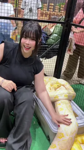 I like em CHUNKY! 🐍✨ | #snake #animals #pet #thailand 🇹🇭 #fyp 