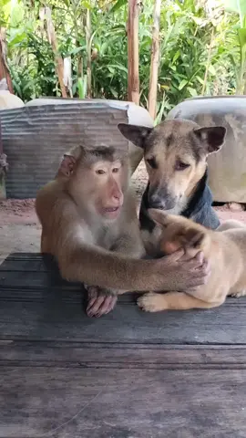 Mr. Monkey, dog and baby dog sitting together so cute 🐒🐶💖 #MrMonkey #CuteAnimals #DogLovers #FunnyPets #AnimalFamily 