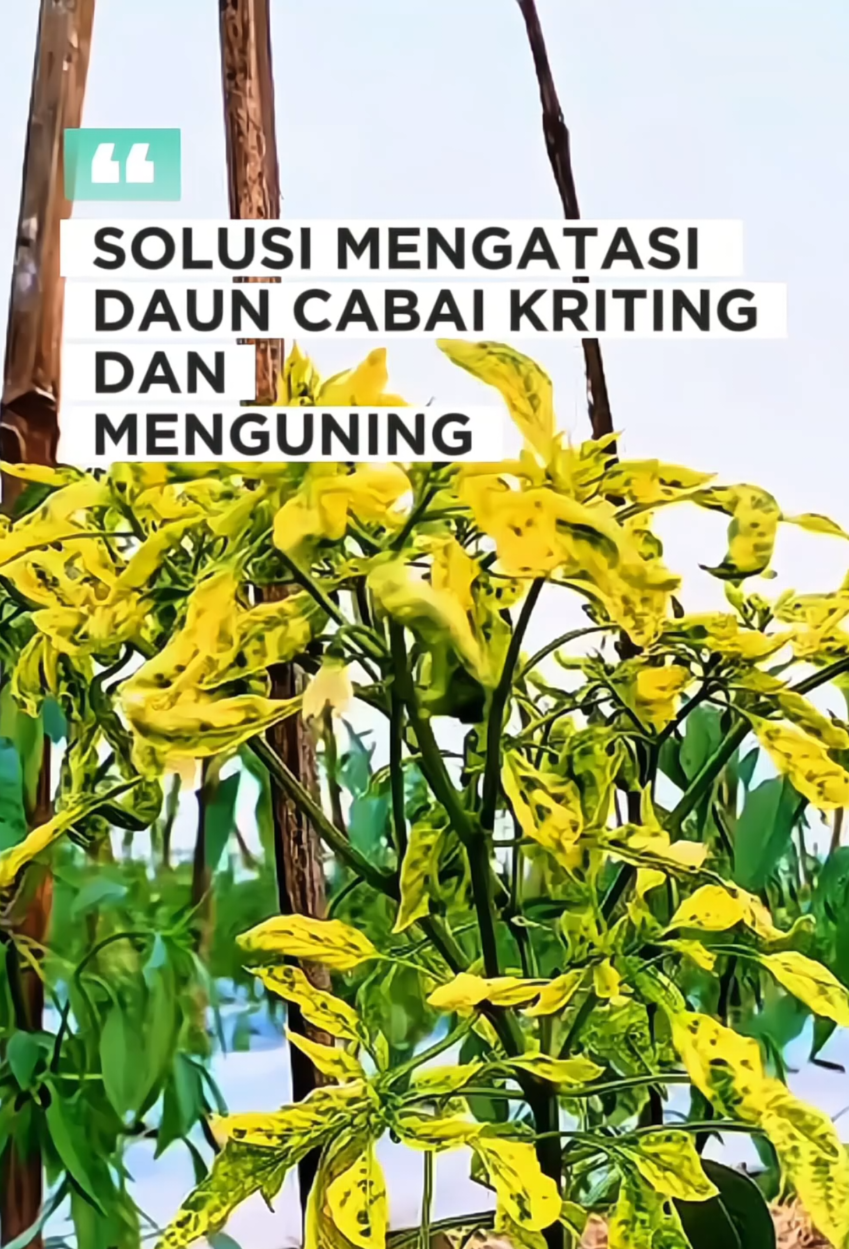 Solusi mengatasi daun kriting, menguning pada tanaman cabai dengan menggunakan pestisida nabati  #pestisida #kritingdaun #cabai #cabaikriting #mengatasidauncabaikriting 