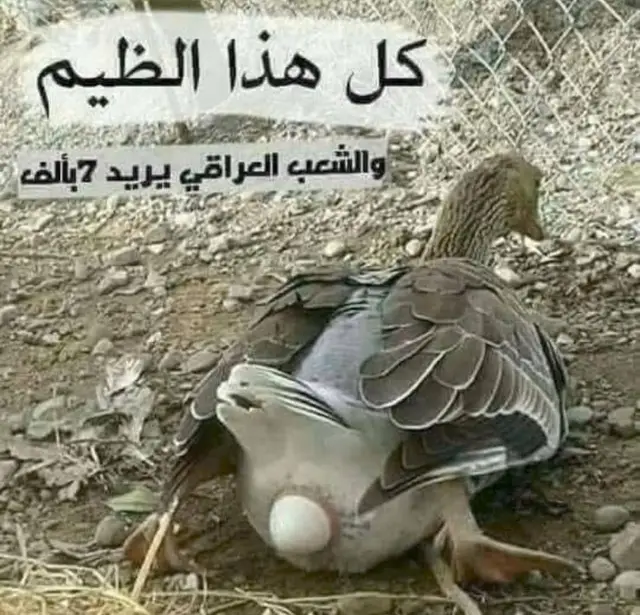 دجاجات احمد سعيد #احمد_سعيد #ديج_خالد_السعداوي #العراق #الشعب_الصيني_ماله_حل😂😂 #تحشيش 