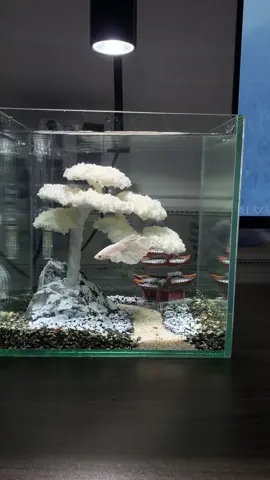 Bể mini cb20 bonsai tuyết trắng 😍#becadeban #becamini #tieucanh #xuhuong #vairal 