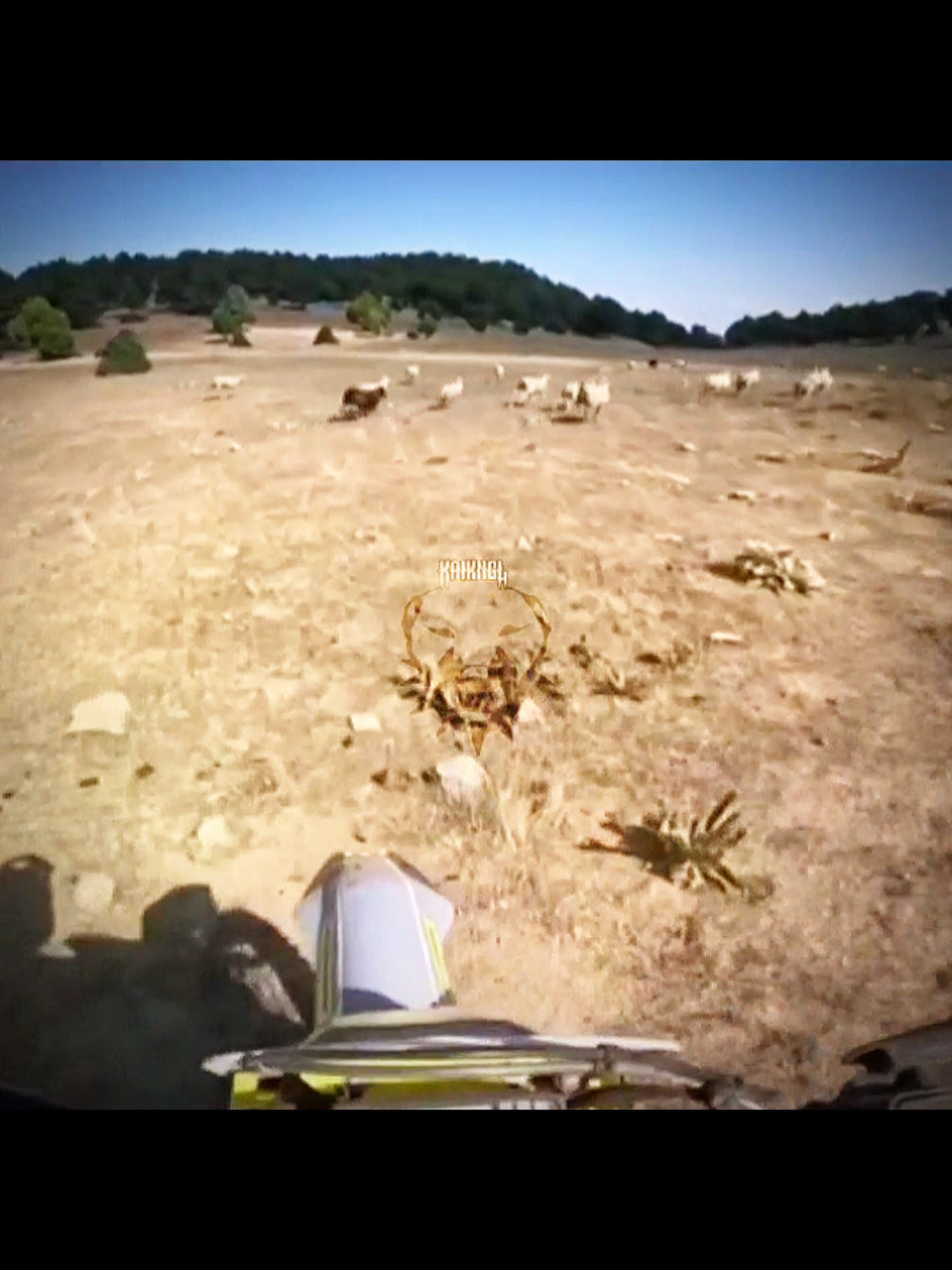 WHEN YOU ENTER THEIR TERRITORY #kangal #kangaldog #kangaldogs #kangalpower #kingofthedogs 