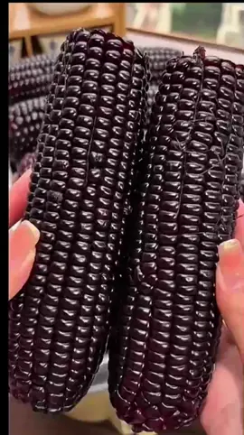 biji benih jagung ketan ungu isi 40 butir,#benih#benihjagung#benihjagungketanungu 