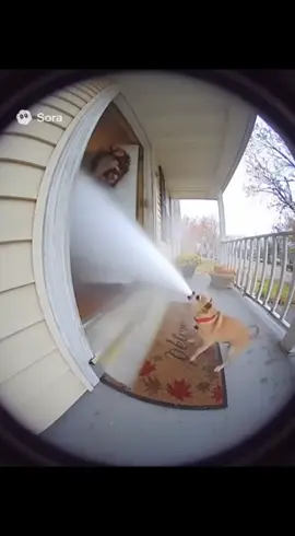 #sora #soraai #fyp #viralvideo #trending 