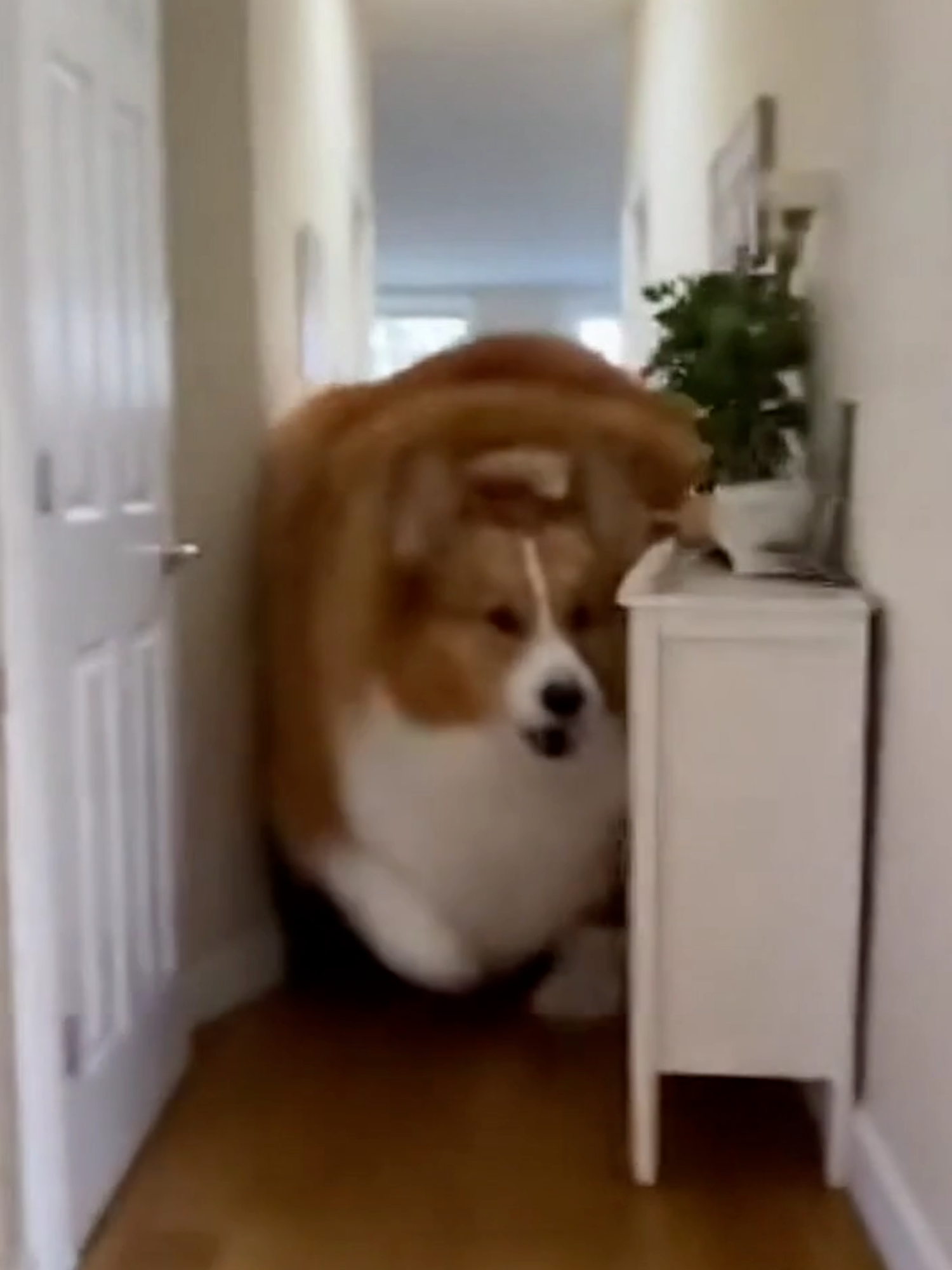 Big Corgi #fyp #dog #corgi #ai #viral #funny #pet #funnyvideos