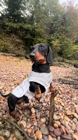 It’s is world really #dogsoftiktokviral #dogtok #sausagedog #dachshund #dog 