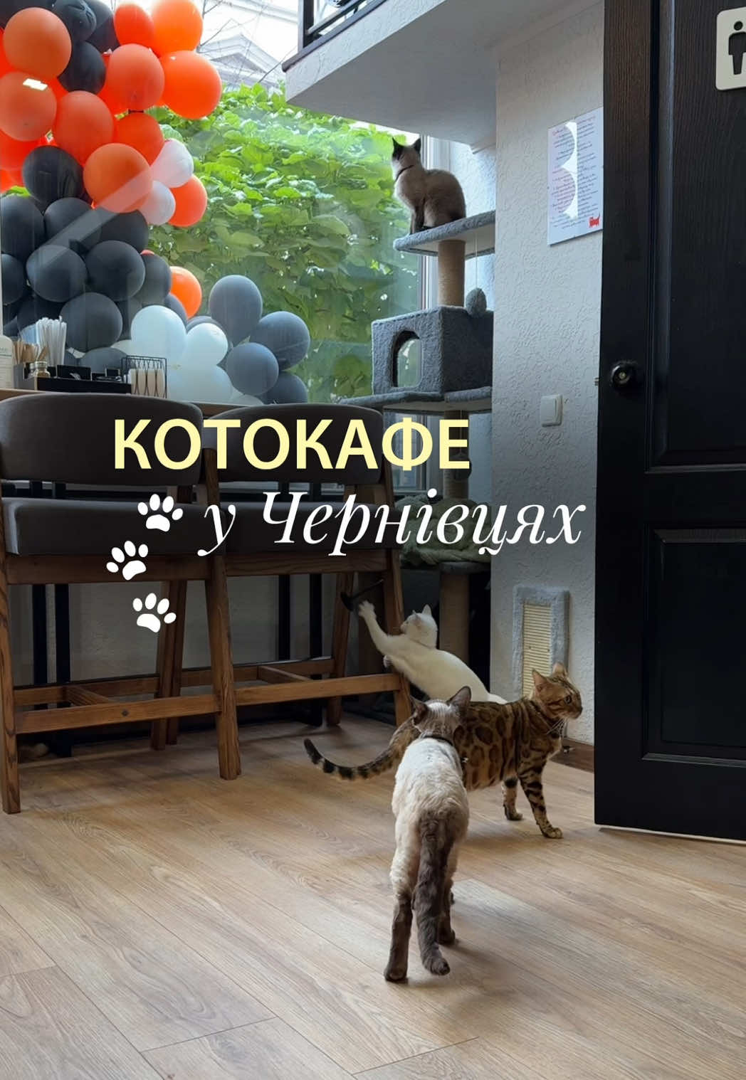 Клааас!  🐾Кафе біля театральної площі 😌 #чернівці #чернівці🇺🇦 #чернівцітікток #закладичернівці #чернівецькаобласть 