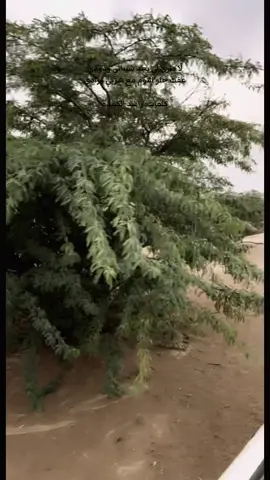 #السعودية #البل #اكتوبر🦋 #شتاوي_وغناوي_علم_ع_الفاهق❤🔥 #الوسم 