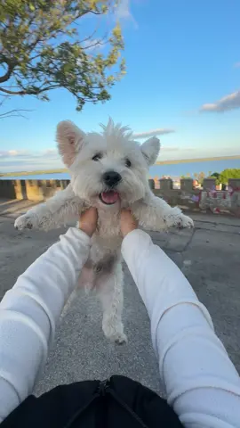 #westhighlandterrier 