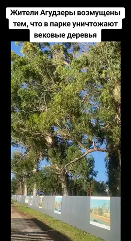 Жители Агудзеры возмущены тем, что в парке уничтожают вековые деревья #сухуми #грузия #абхазияэтогрузия #тбилиси #абхазия 