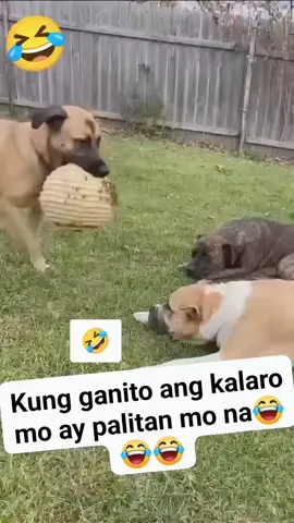 #reels #trending #dog #funny #viralvideo 