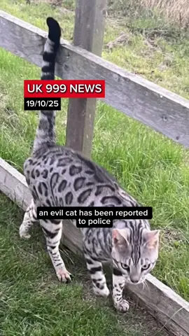 An evil cat has been reported to police and been put on a curfew for attacking other pets and damaging homes on a posh estate.  #uknews #latestnews #breakingnews #cat #predator 