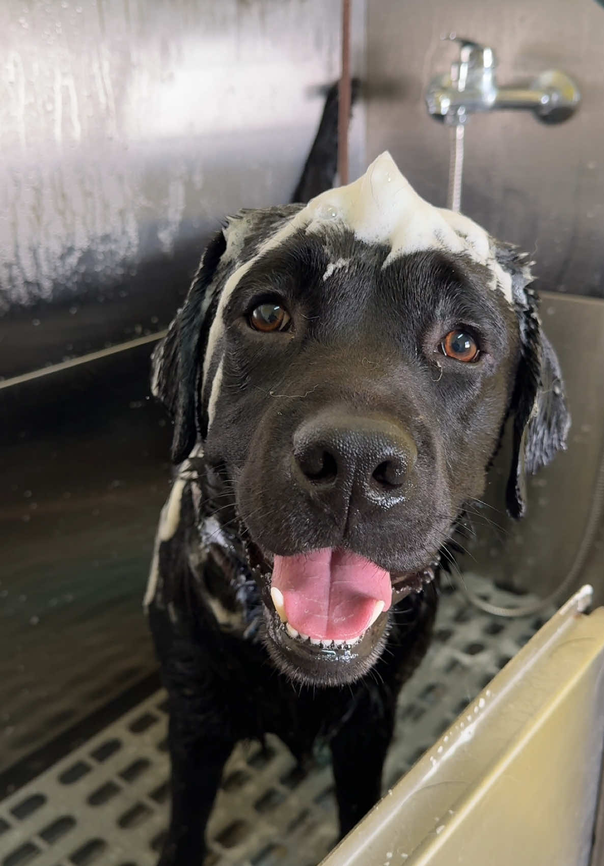 Dao’s stay at the hotel ends with a relaxing bath and a private ride home 🏠💟