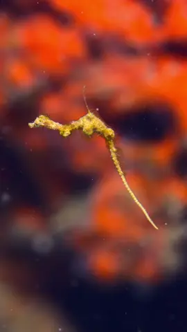 The Lembeh Sea Dragon (Kyonemichthys rumengani) is one of Lembeh Strait’s most elusive treasures. Just 3 cm long and thread-thin, this tiny relative of seahorses perfectly blends into its environment, looking more like a piece of algae than a fish. Discovered only in 2006, seeing one is a rare and magical experience that feels like spotting a creature from a fairytale🐉🧚‍♂️🦄