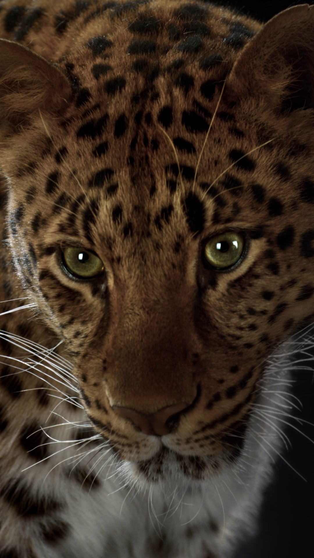 Punctuated with visible screws, the Santos de Cartier sunglasses honor Cartier's innovative sprit through their signature design. #CartierEyewear