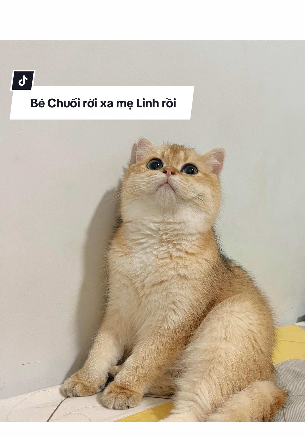 Tui vẫn chưa tin là Chuối đã ra đi rồi. 11h đưa đi khám còn khoẻ mạnh sao 7h30 tối lại ra đi đột ngột ntn 3 năm chăm con, con rất ngoan, siêu quấn người và trộm vía khoẻ mạnh.  Vậy mà giờ con lại ra đi đau đớn như thế này.  Mẹ không biết phải vượt qua nỗi đau này ntn #dmylinh #tamsu #thucung #canhbao 